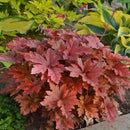 Heucherella - ‘Hopscotch' Foamy Bells