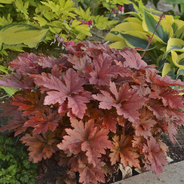 Heucherella - ‘Hopscotch' Foamy Bells