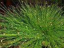 Fiber Optic Isolepsis cernua