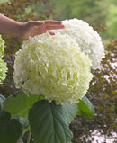 Hydrangea - 'Incrediball' Smooth Hydrangea