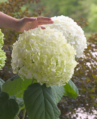 Hydrangea - 'Incrediball' Smooth Hydrangea