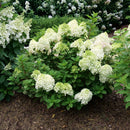 Hydrangea -  'Punch™ Little Lime' Panicle Hydrangea