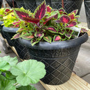 Mixed Outdoor Flower Planter