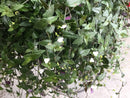 Bridal Veil (Gibasis geniculata) Hanging Basket