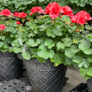 Mixed Outdoor Flower Planter
