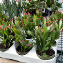 Spring Flowering Cactus - Assorted Colors