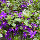 Scaevola Hanging Basket