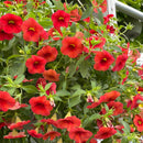 Calibrachoa Hanging Basket