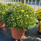 Hardy Mum Terra Cotta Pot