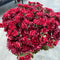 16" Garden Mum Silk Bush