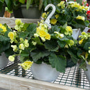 Begonia - Solenia Hanging Basket