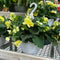 Begonia - Solenia Hanging Basket