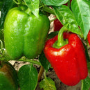Pepper - Chef Jeff 'California Wonder'