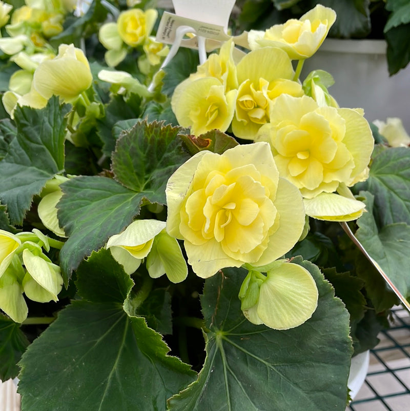 Begonia - Solenia Hanging Basket