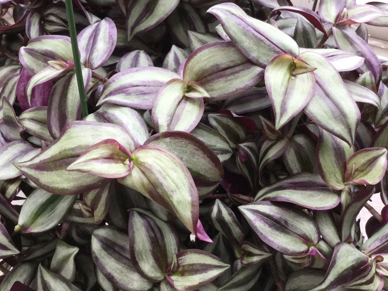 Tradescantia Wandering Jew Hanging Basket