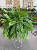 Boston Fern Hanging Basket