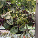 Premium Shade Foliage Hanging Basket