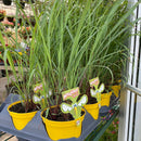 Lemon Grass - Cymbopogon citratus