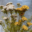 23" Wild Yarrow Spray
