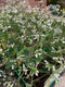 Euphorbia - 'Breathless White'