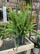 Fern - Kimberly Queen Tropical Fern