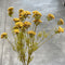 23" Wild Yarrow Spray