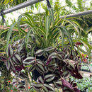 Premium Shade Foliage Hanging Basket