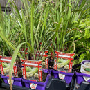 Lemon Grass - Cymbopogon citratus