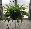 Boston Fern Hanging Basket
