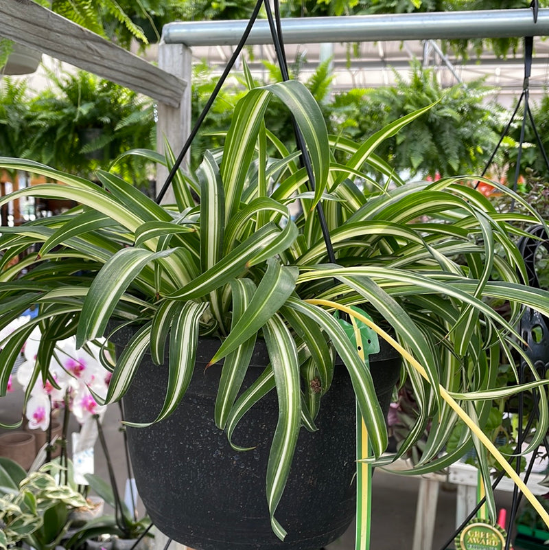 Spider Plant Hanging Basket