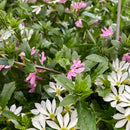 Scaevola Hanging Basket