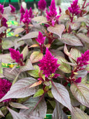 Celosia - 'Intenz'
