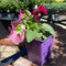4" Fall Pansy