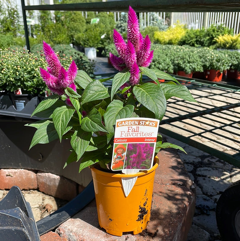 Fall Favorite Annuals
