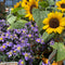 Fall Favorite Annuals
