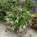 Scaevola Hanging Basket