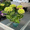 Hydrangea Florist Indoor Plant - Assorted Colors