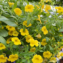 Calibrachoa Hanging Basket