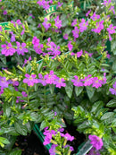 Cuphea - 'Allyson Purple' Mexican Heather