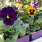 4" Fall Pansy