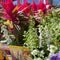 Fall Favorite Annuals