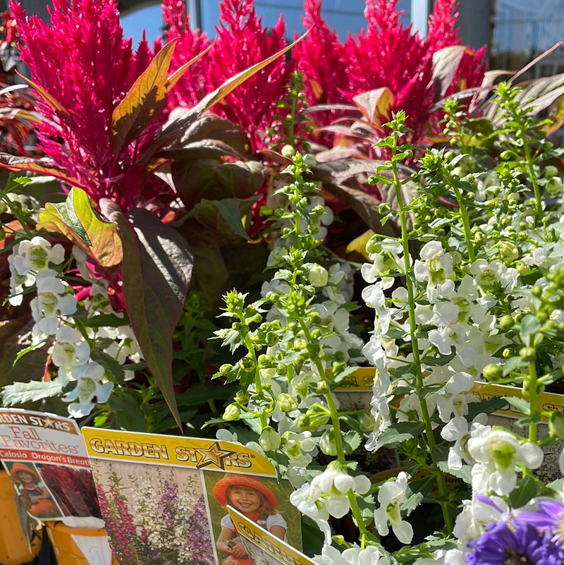 Fall Favorite Annuals
