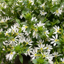 Scaevola Hanging Basket