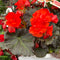 Begonia - Solenia Hanging Basket