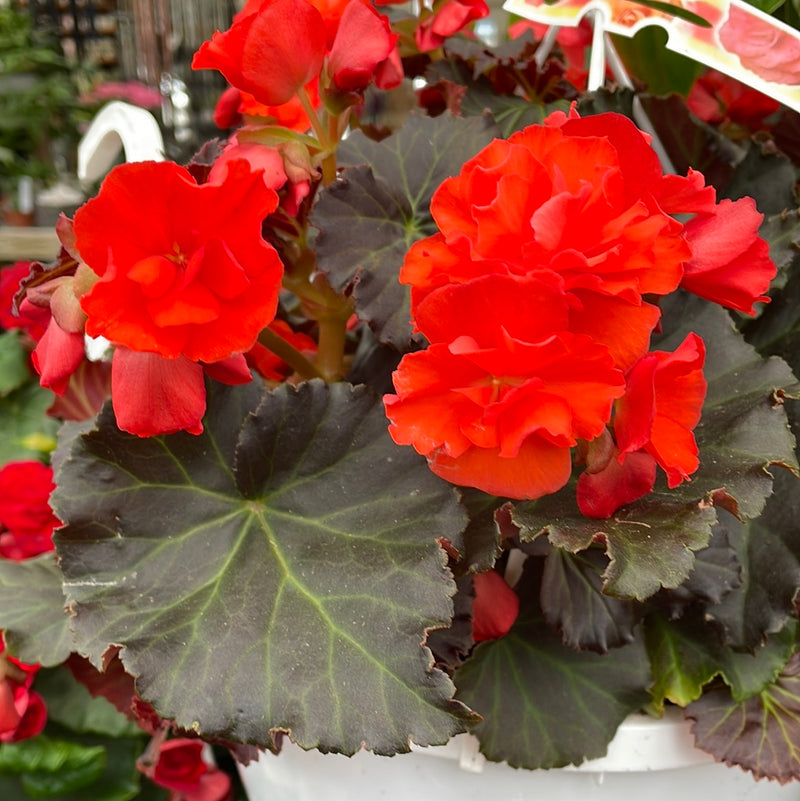 Begonia - Solenia Hanging Basket