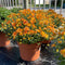 Hardy Mum Terra Cotta Pot