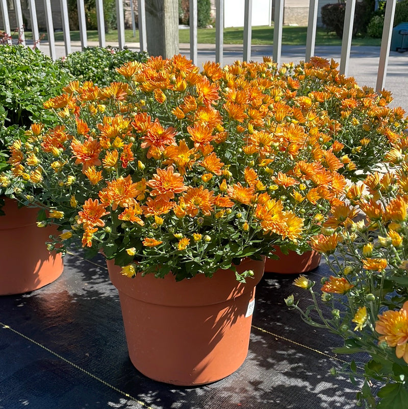 Hardy Mum Terra Cotta Pot