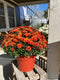 Hardy Mum Terra Cotta Pot