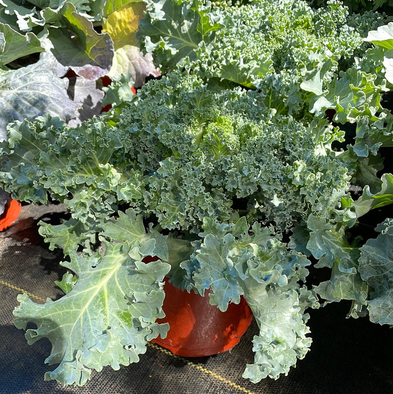 Fall Cabbage and Kale Assorted Varieties