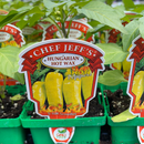 Pepper (Hot) - Chef Jeff 'Hungarian Hot Wax Banana'